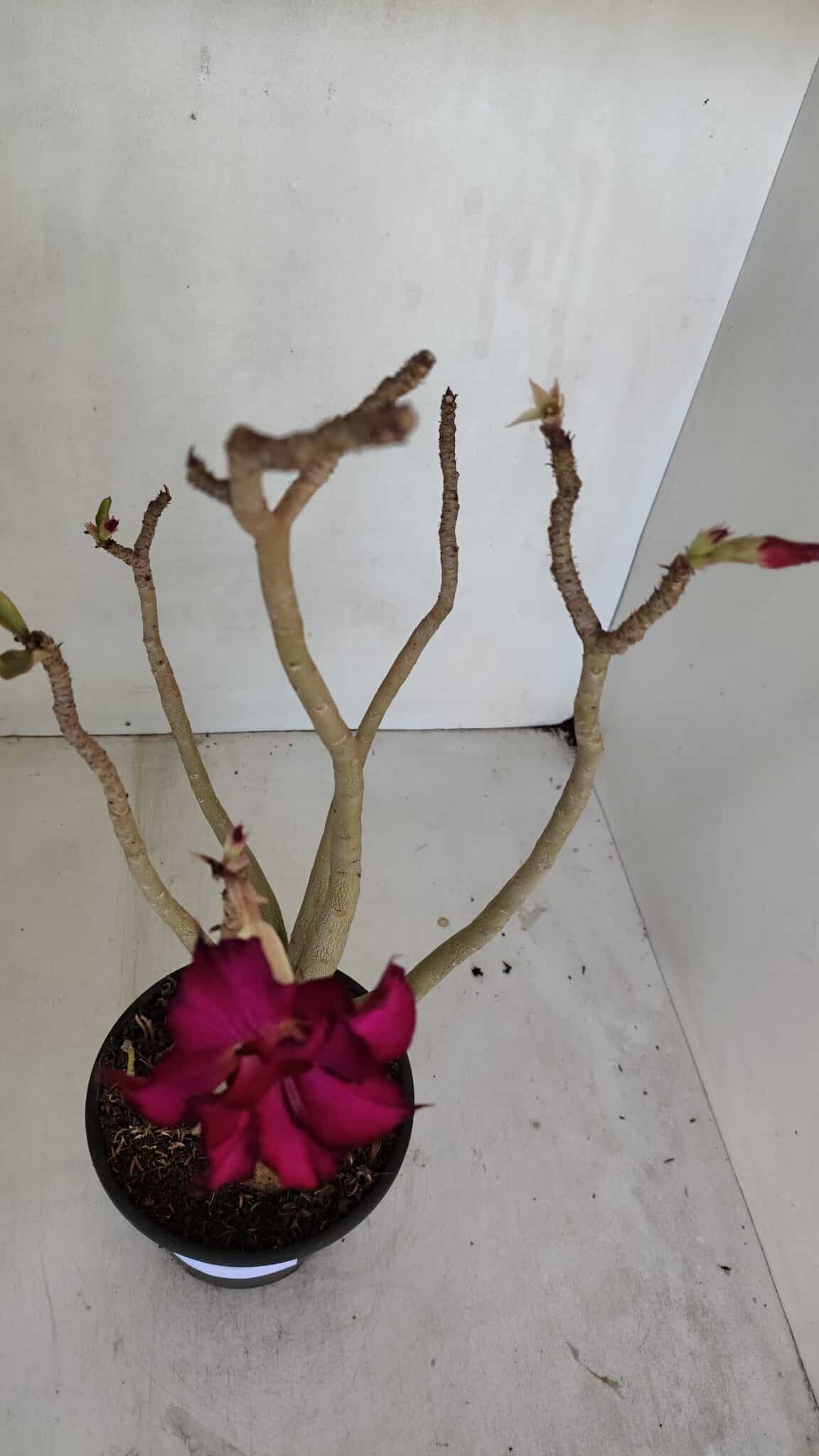 Planta Dobrada 3237 – 35cm – 03 anos