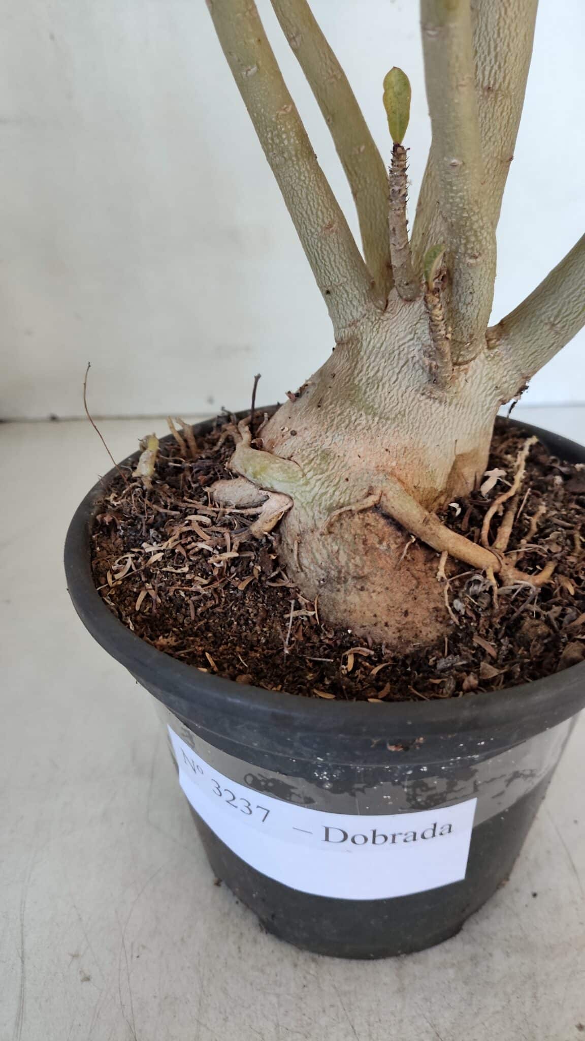 Planta Dobrada 3237 – 35cm – 03 anos