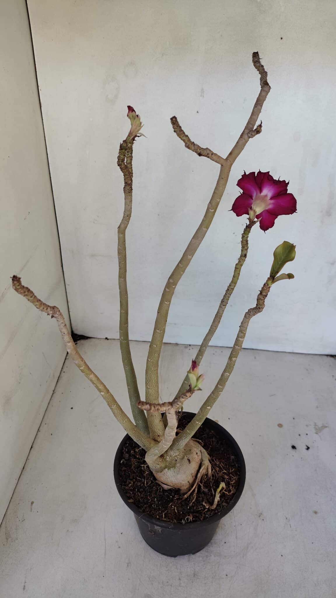 Planta Dobrada 3237 – 35cm – 03 anos