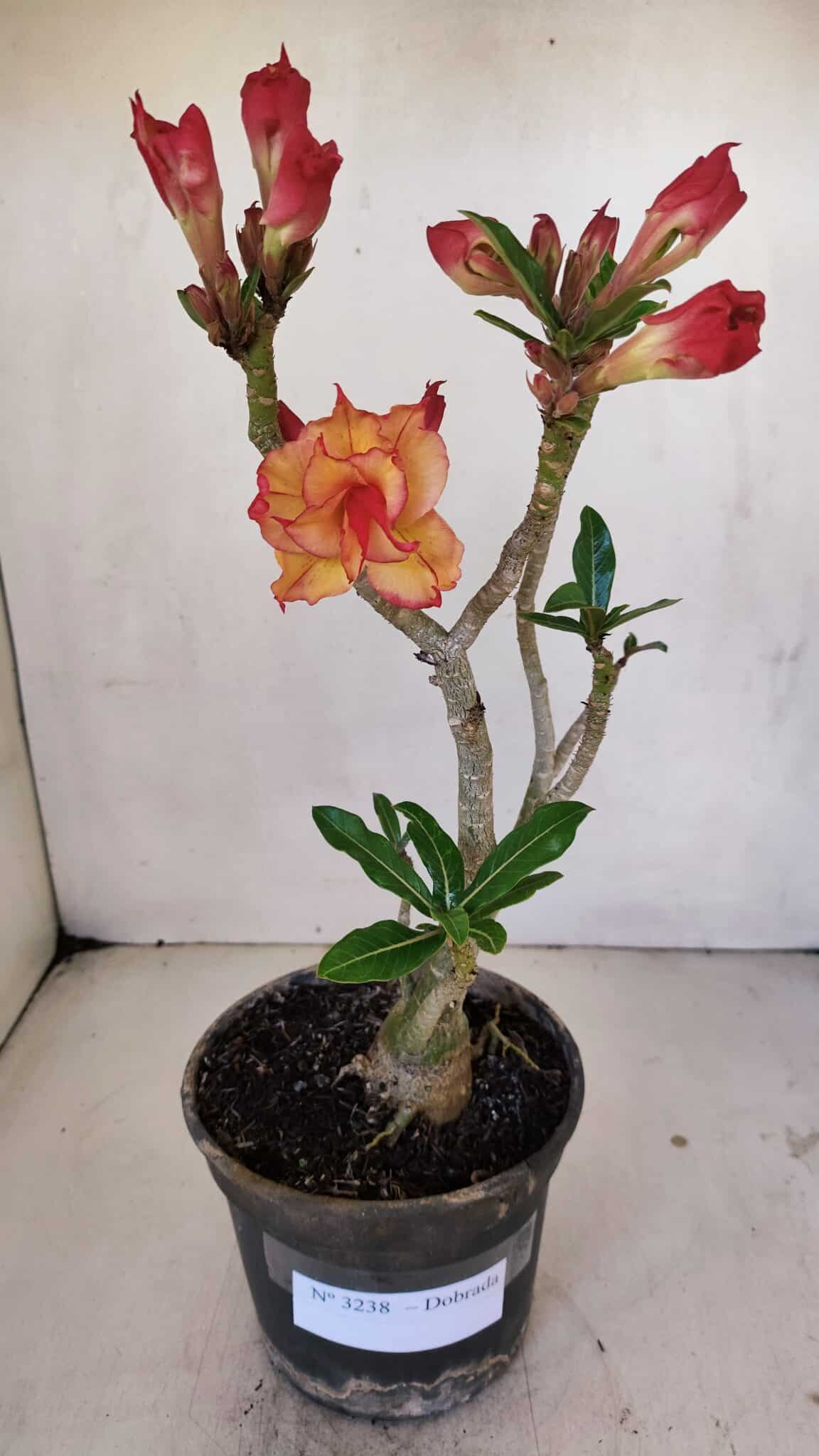 Planta Dobrada 3238 – 30cm – 03 anos