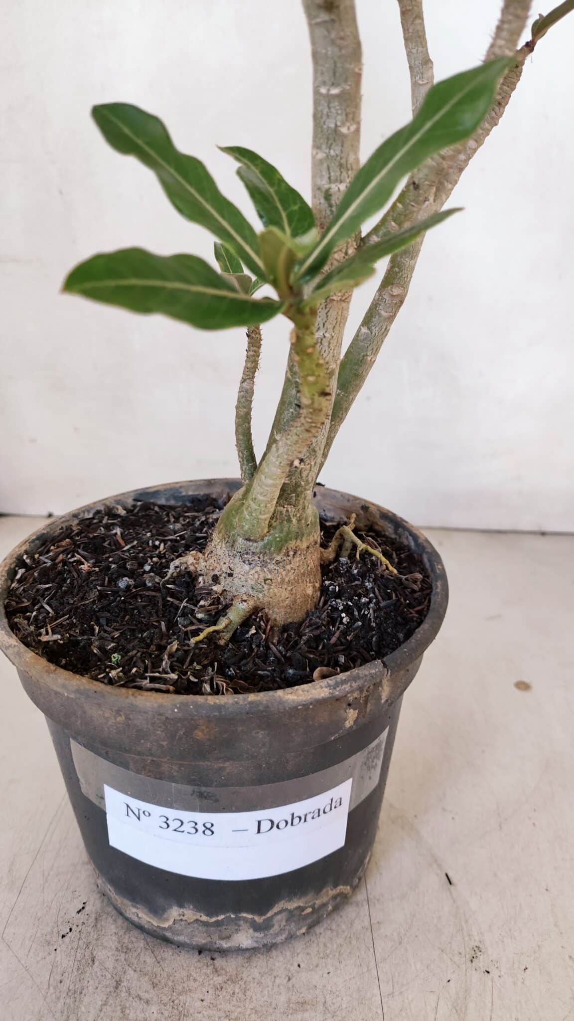 Planta Dobrada 3238 – 30cm – 03 anos
