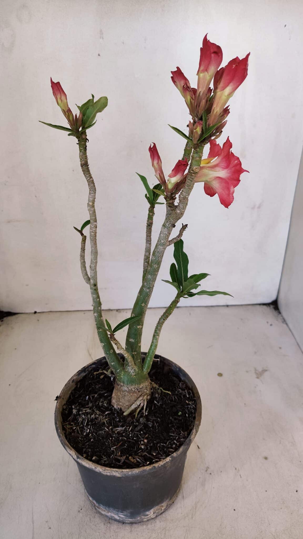 Planta Dobrada 3238 – 30cm – 03 anos