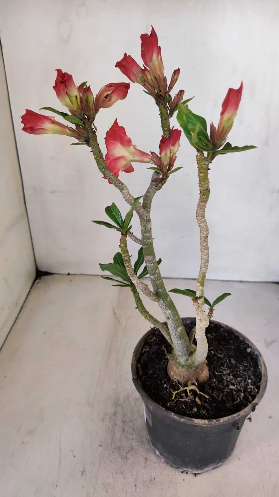 Planta Dobrada 3238 – 30cm – 03 anos