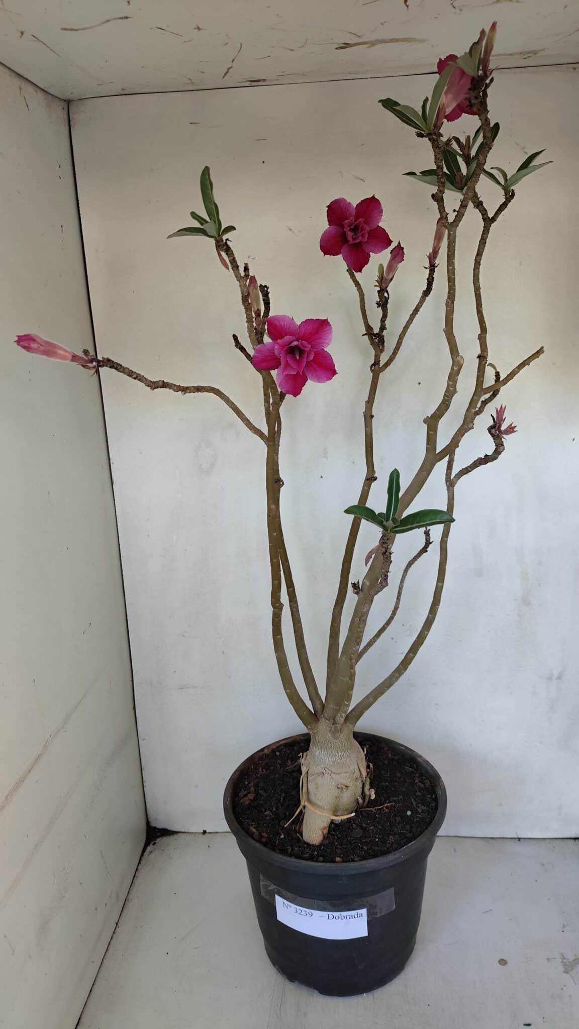 Planta Dobrada 3239 – 50cm – 04 anos