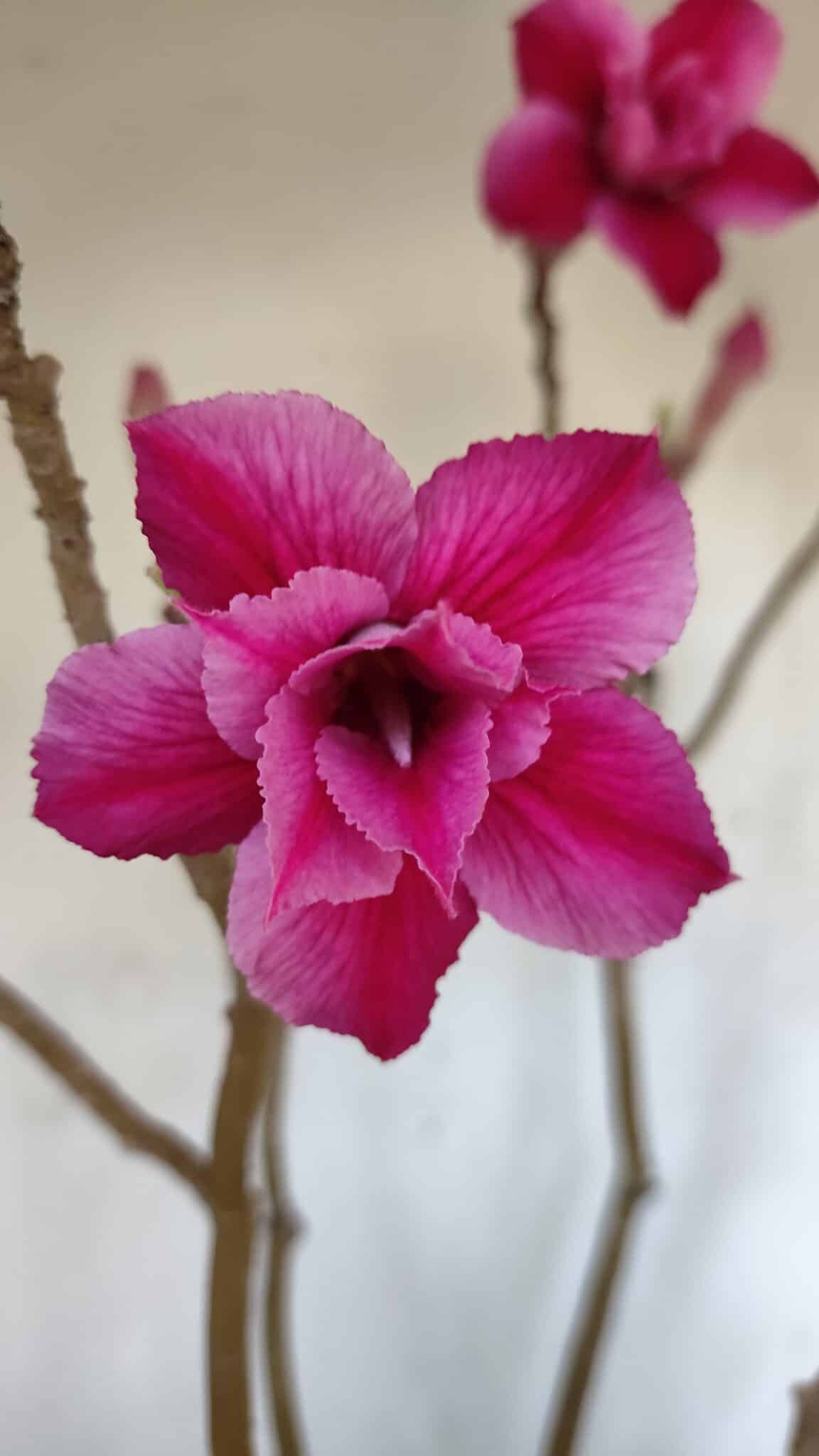 Planta Dobrada 3239 – 50cm – 04 anos