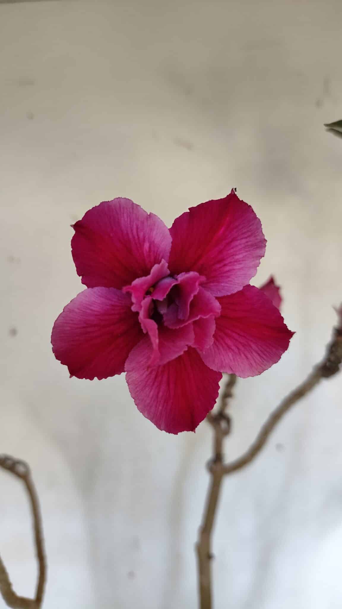 Planta Dobrada 3239 – 50cm – 04 anos