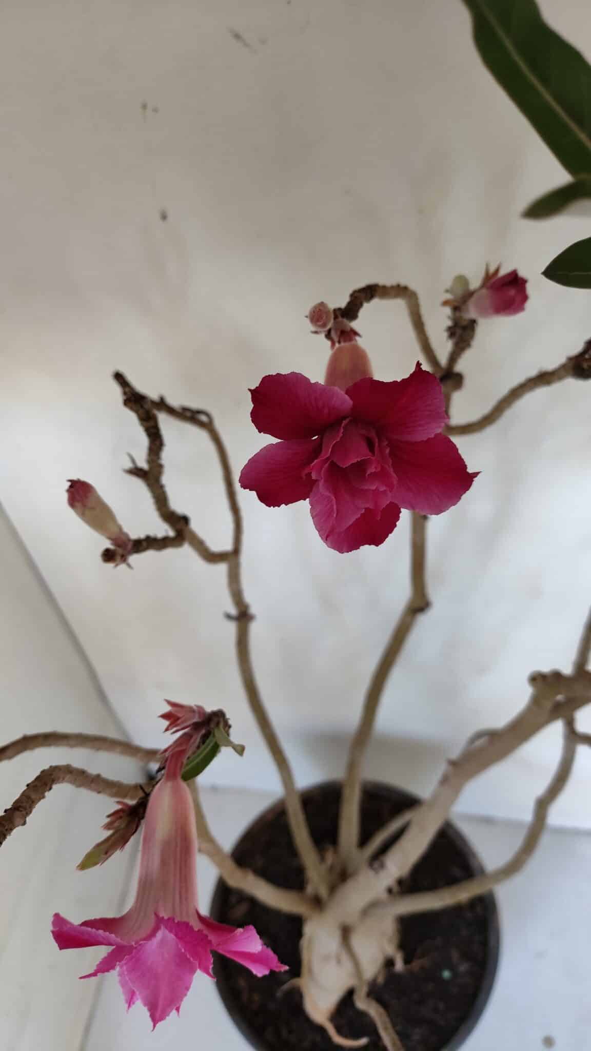 Planta Dobrada 3239 – 50cm – 04 anos