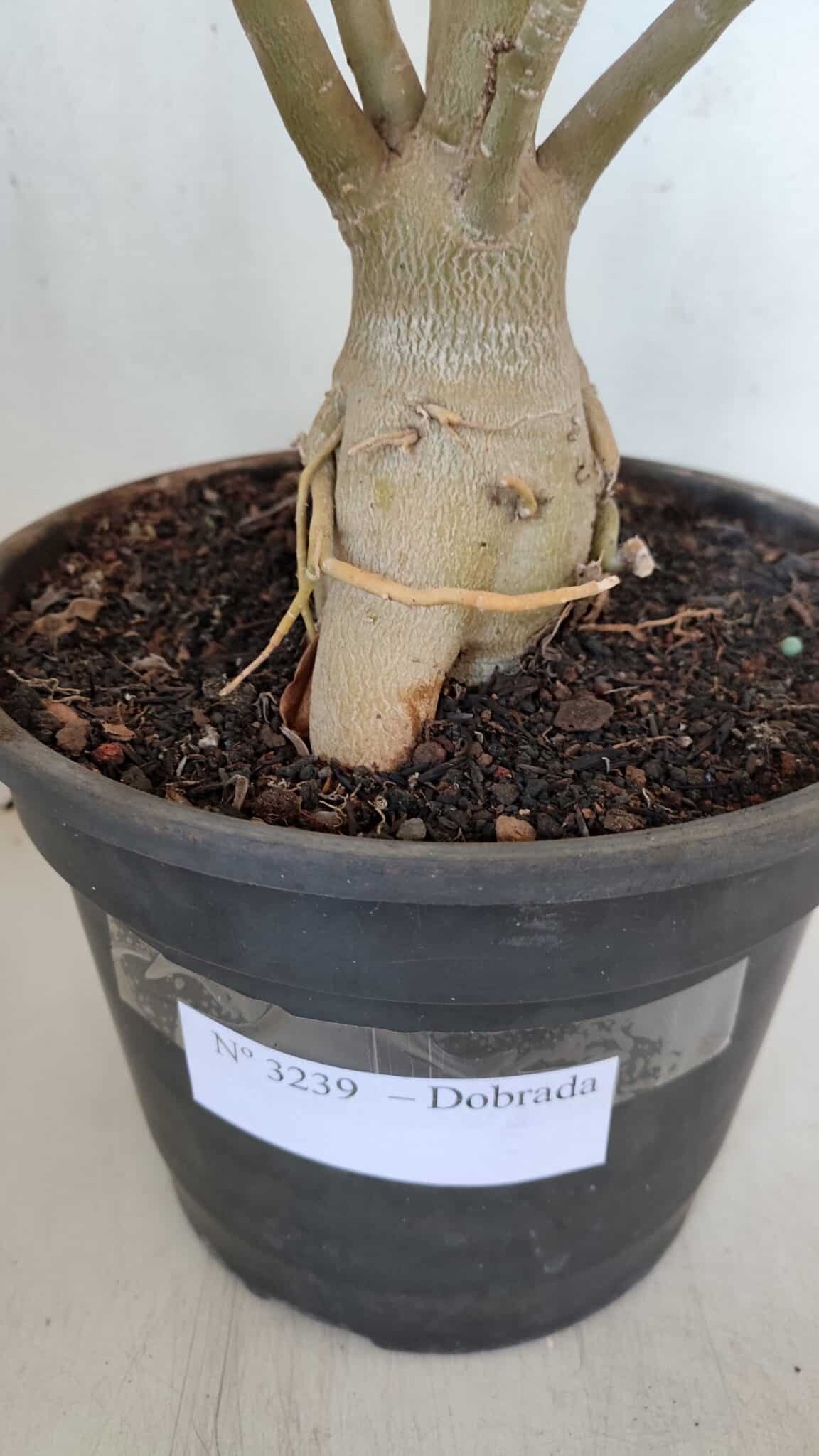 Planta Dobrada 3239 – 50cm – 04 anos