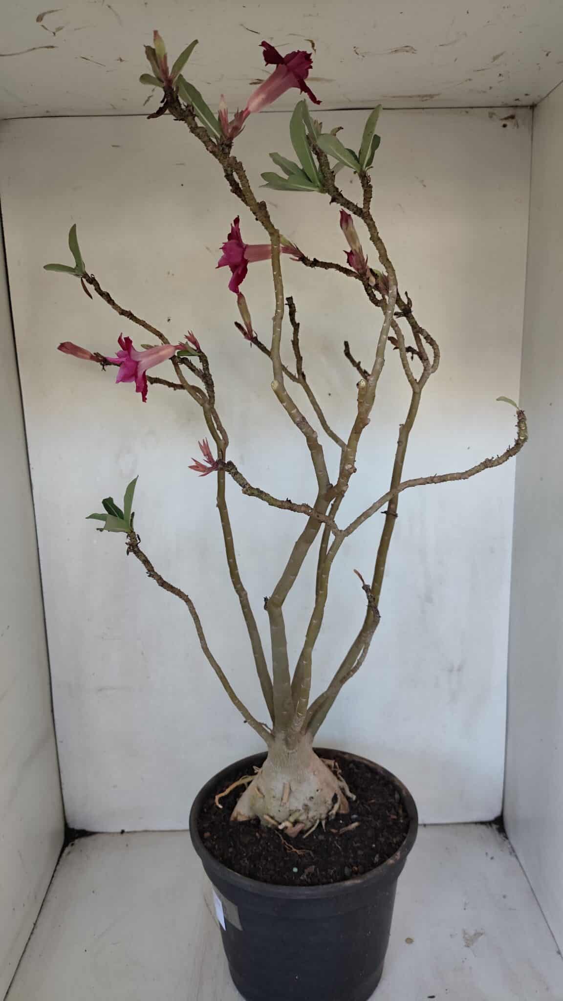 Planta Dobrada 3239 – 50cm – 04 anos