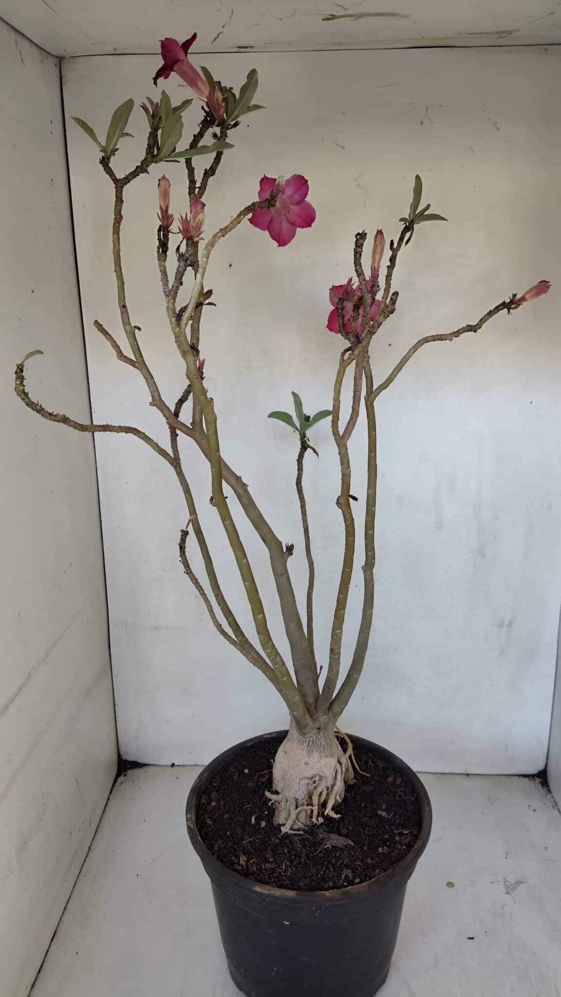 Planta Dobrada 3239 – 50cm – 04 anos