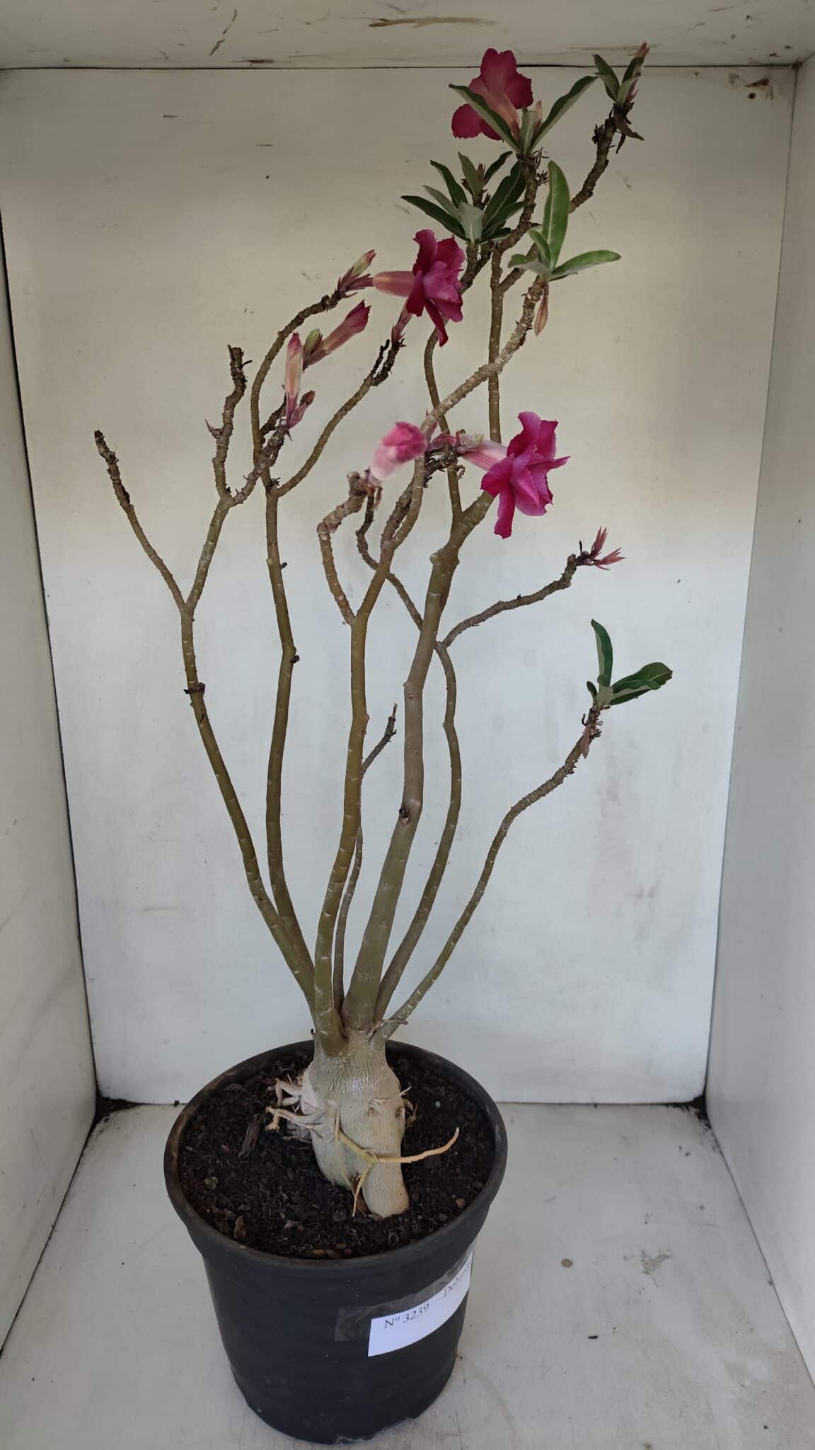Planta Dobrada 3239 – 50cm – 04 anos