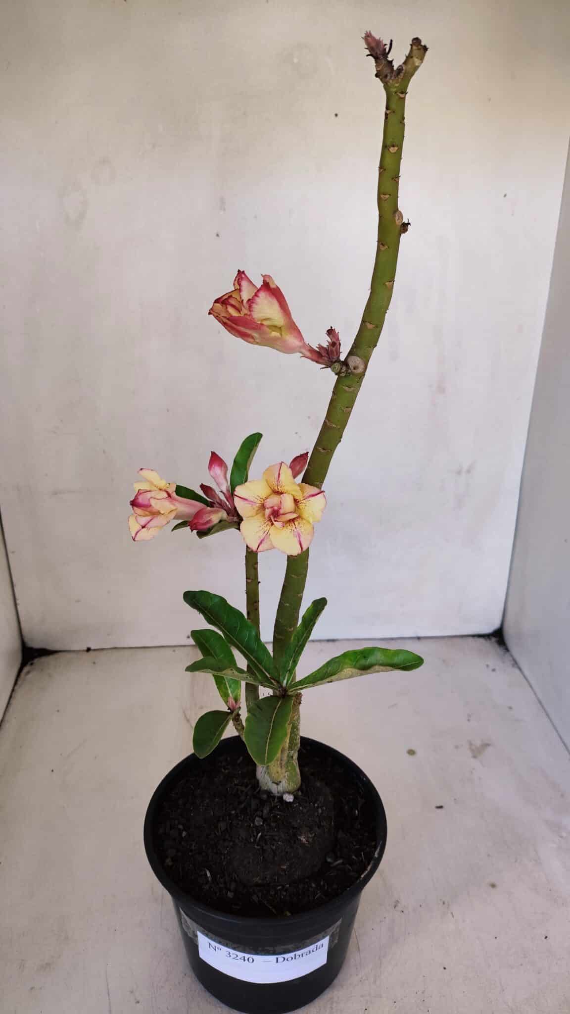 Planta Dobrada 3240 – 35cm – 03 anos