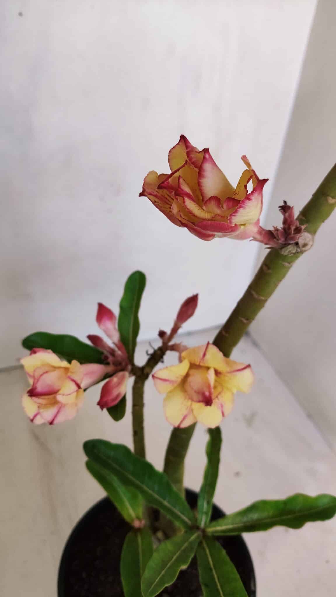 Planta Dobrada 3240 – 35cm – 03 anos
