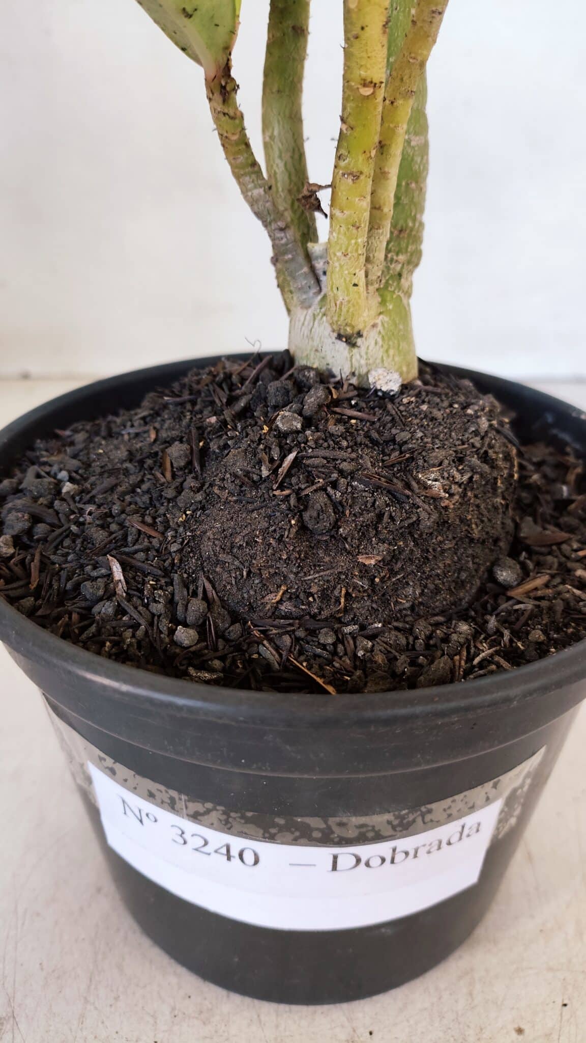 Planta Dobrada 3240 – 35cm – 03 anos