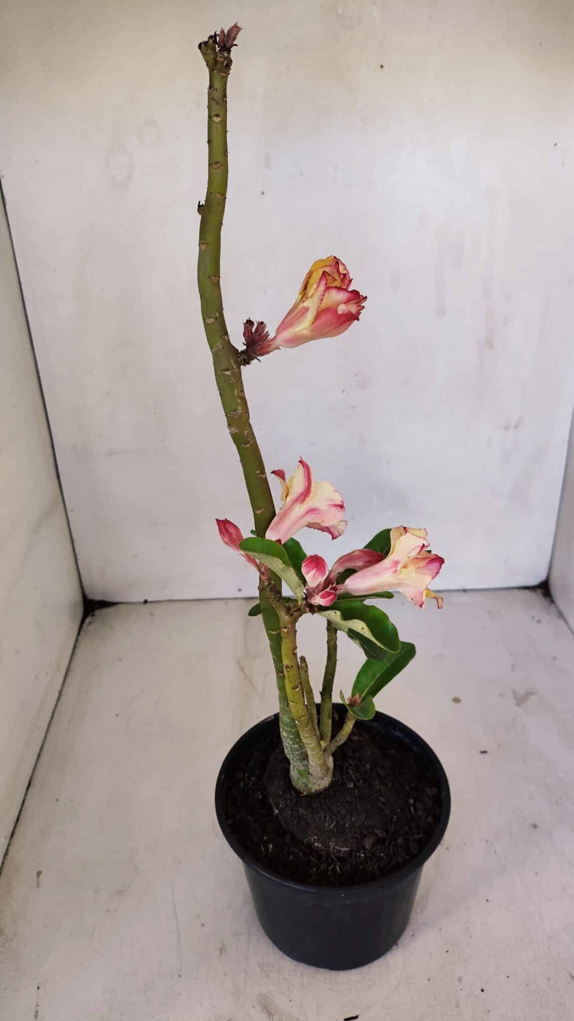 Planta Dobrada 3240 – 35cm – 03 anos