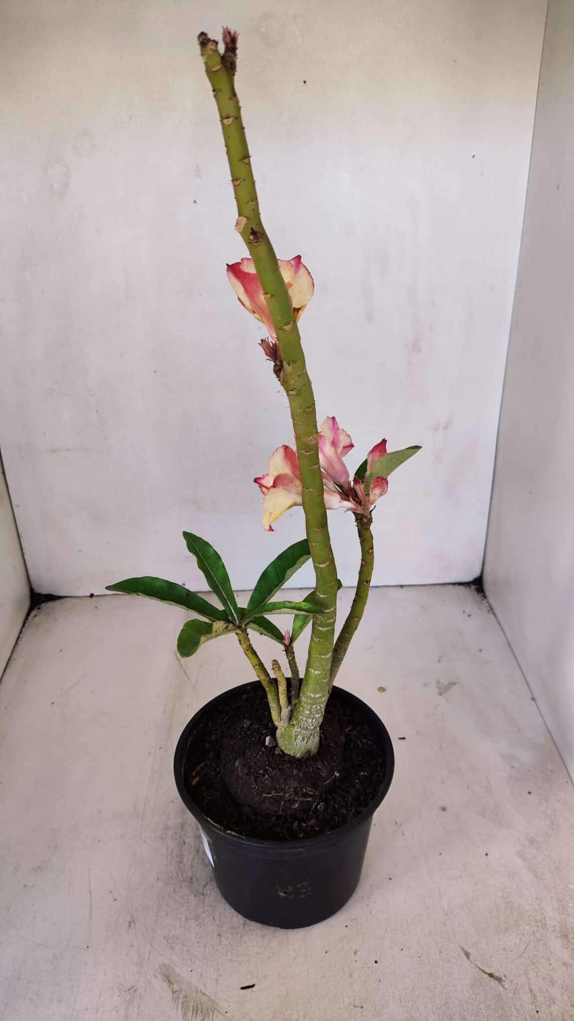 Planta Dobrada 3240 – 35cm – 03 anos