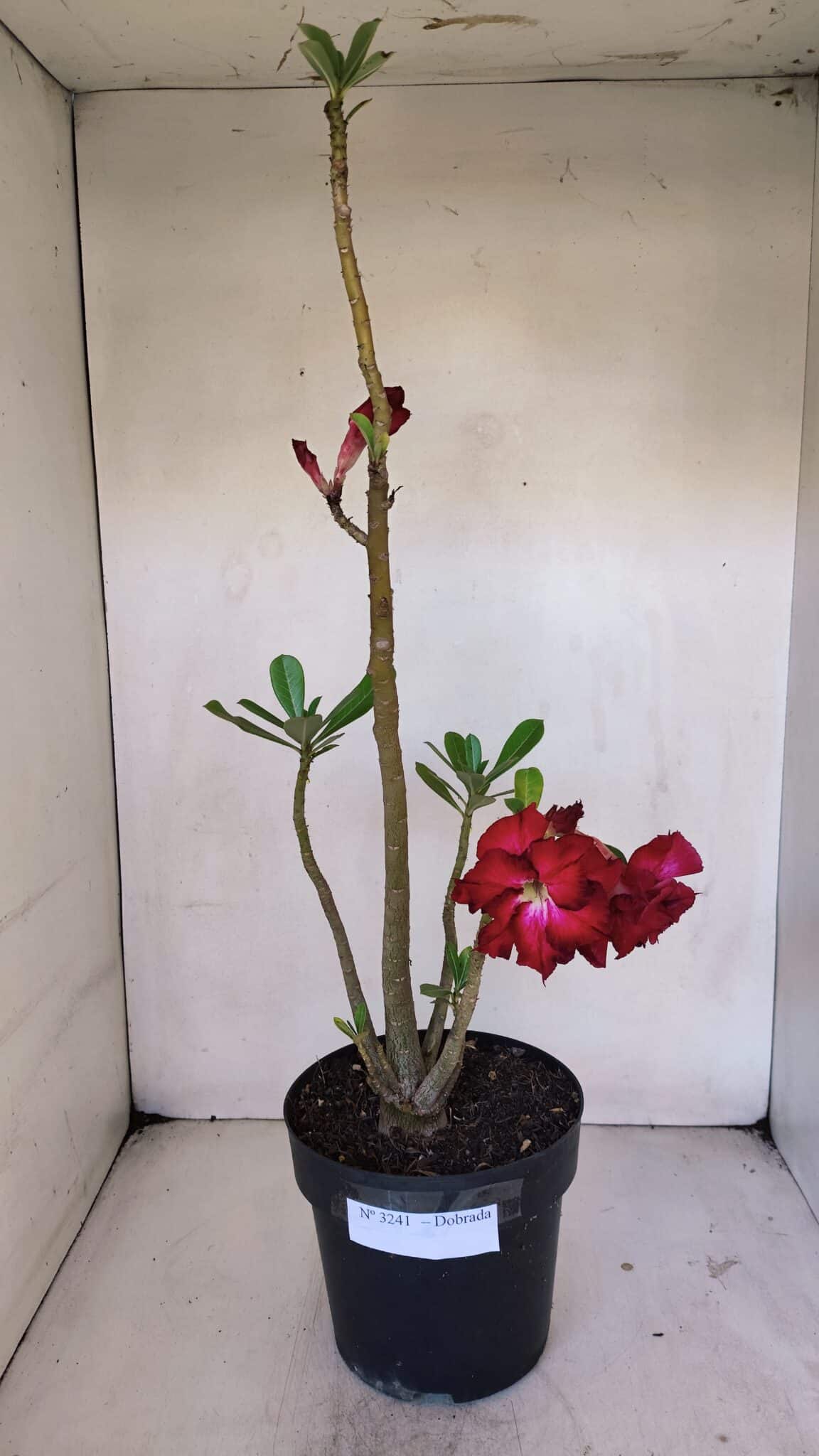 Planta Dobrada 3241 – 50cm – 04 anos