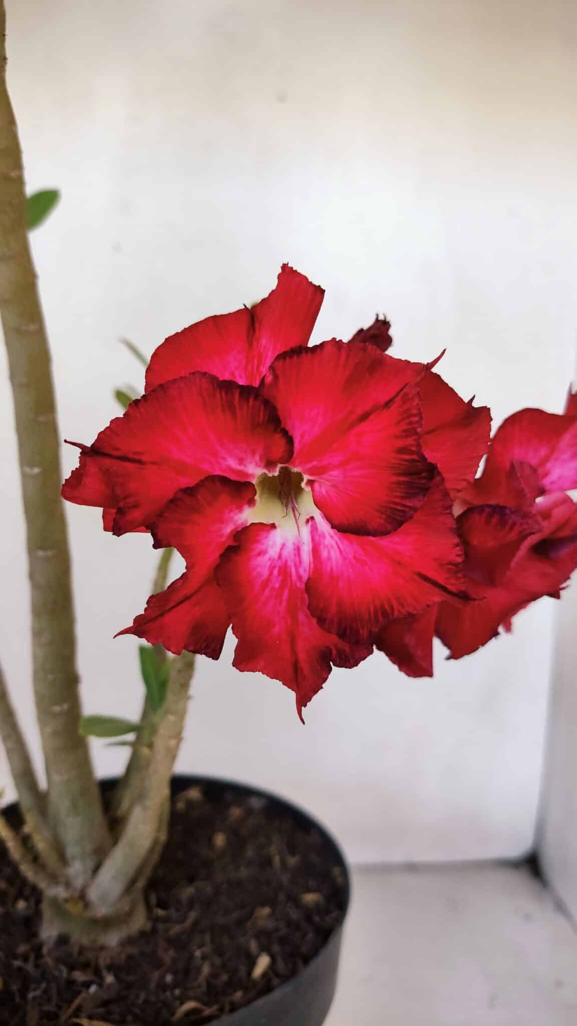 Planta Dobrada 3241 – 50cm – 04 anos