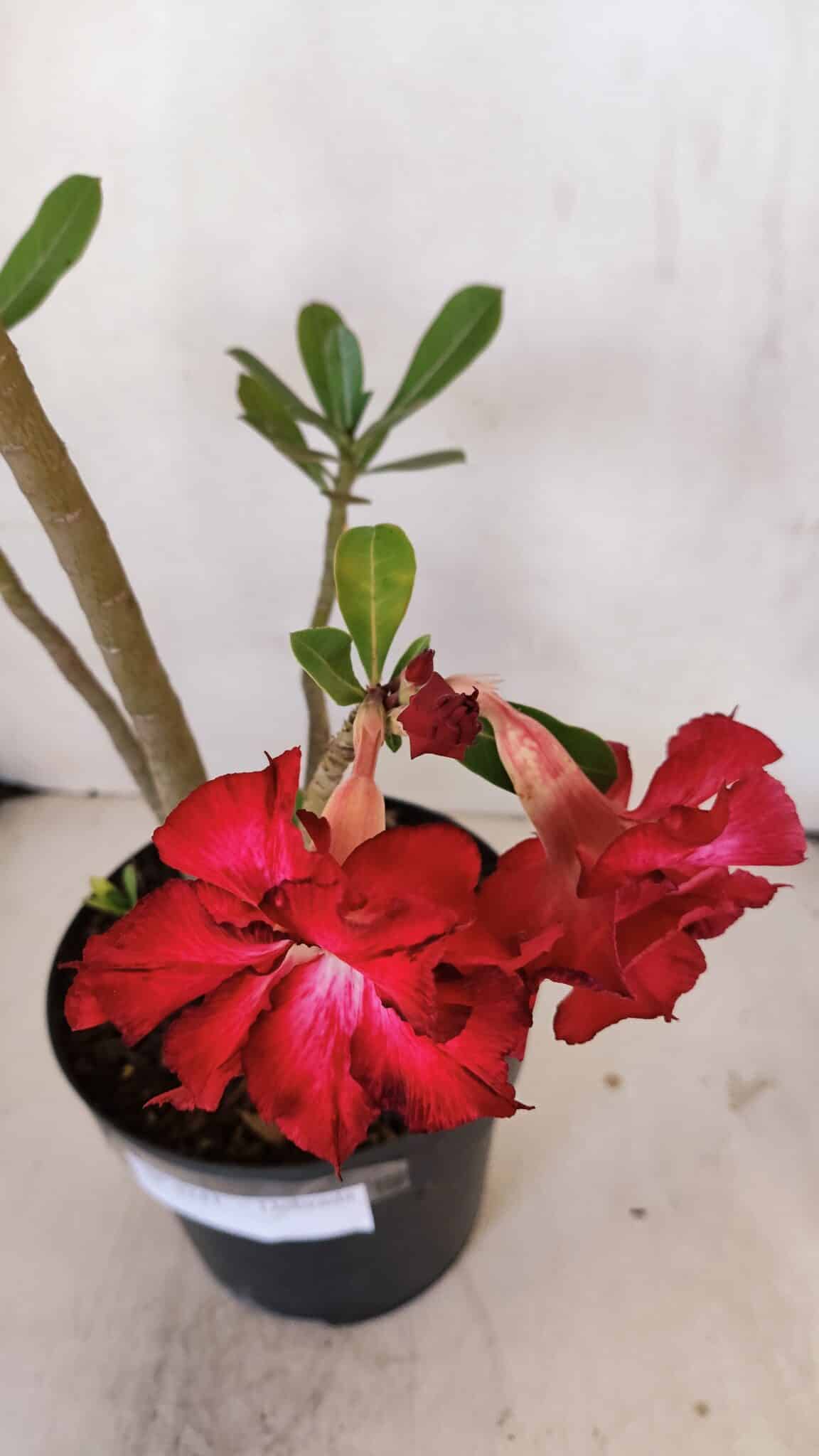 Planta Dobrada 3241 – 50cm – 04 anos
