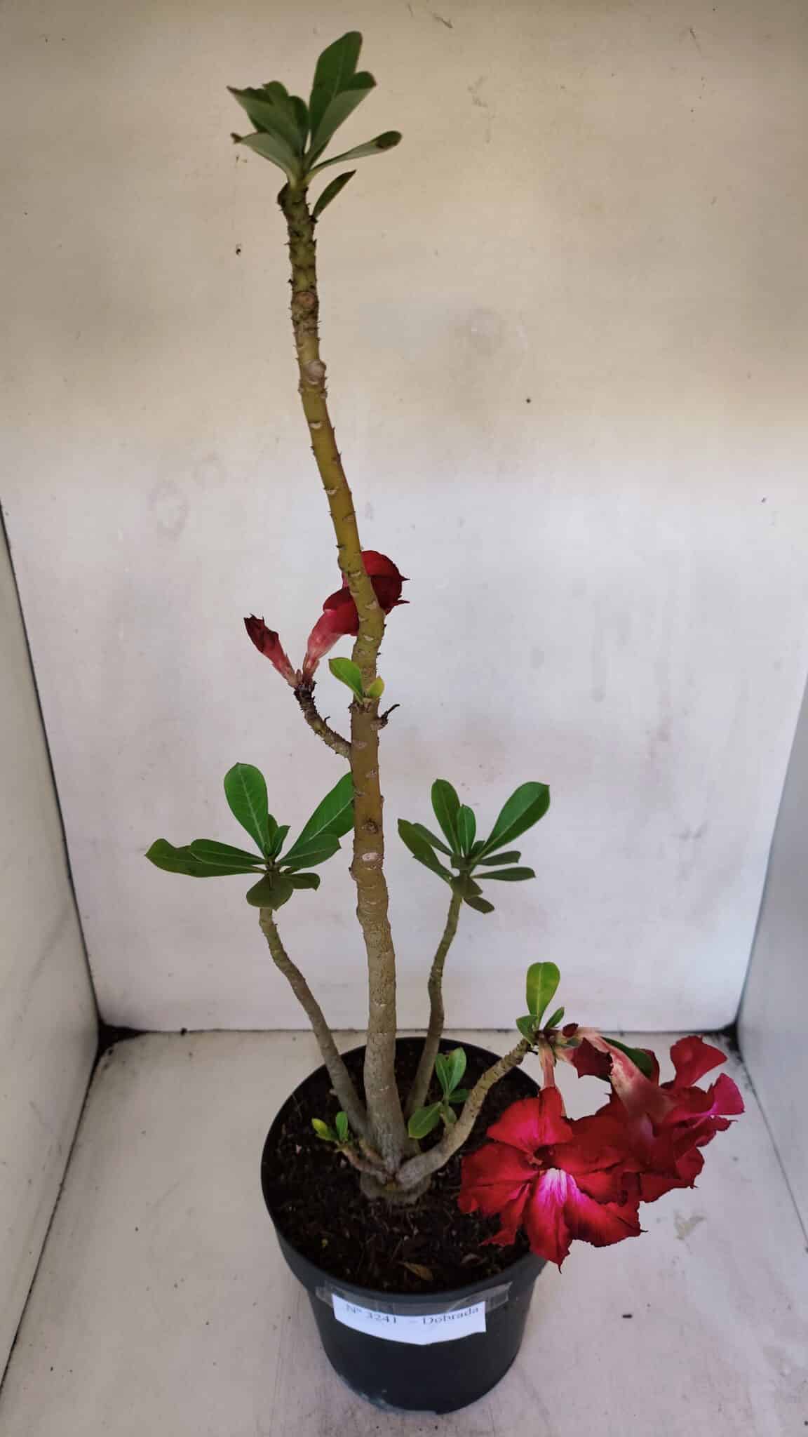 Planta Dobrada 3241 – 50cm – 04 anos