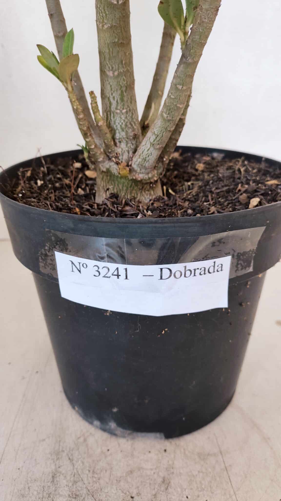 Planta Dobrada 3241 – 50cm – 04 anos