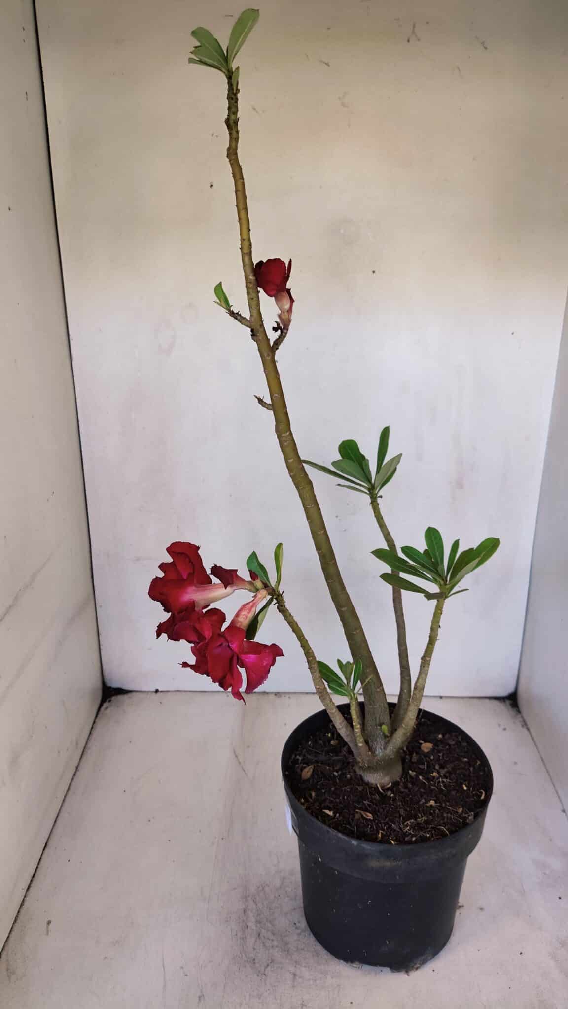 Planta Dobrada 3241 – 50cm – 04 anos