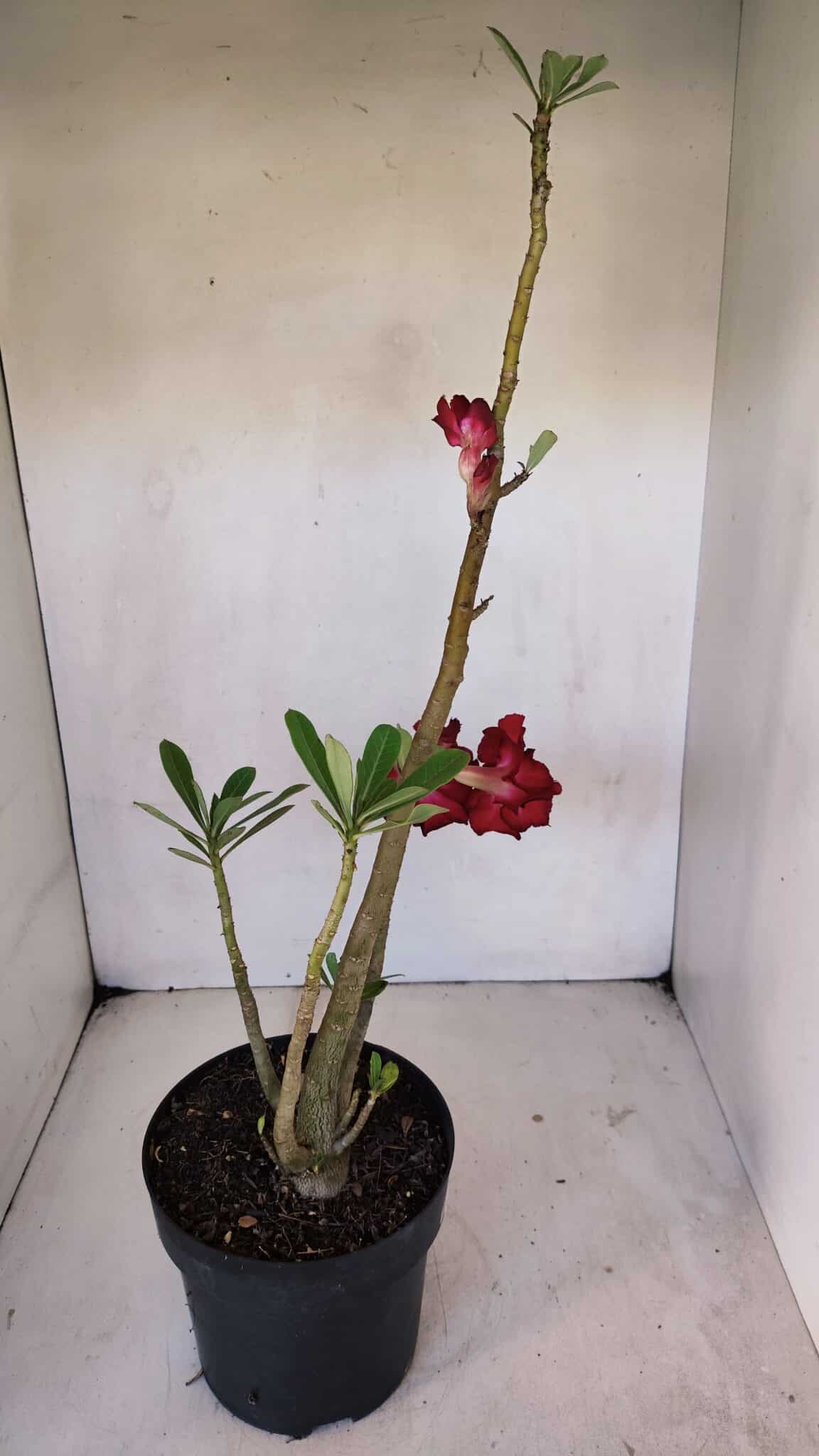 Planta Dobrada 3241 – 50cm – 04 anos