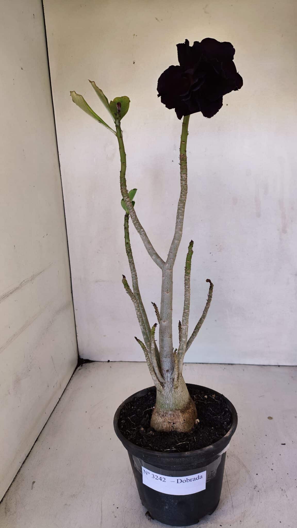 Planta Dobrada 3242 – 35cm – 03 anos