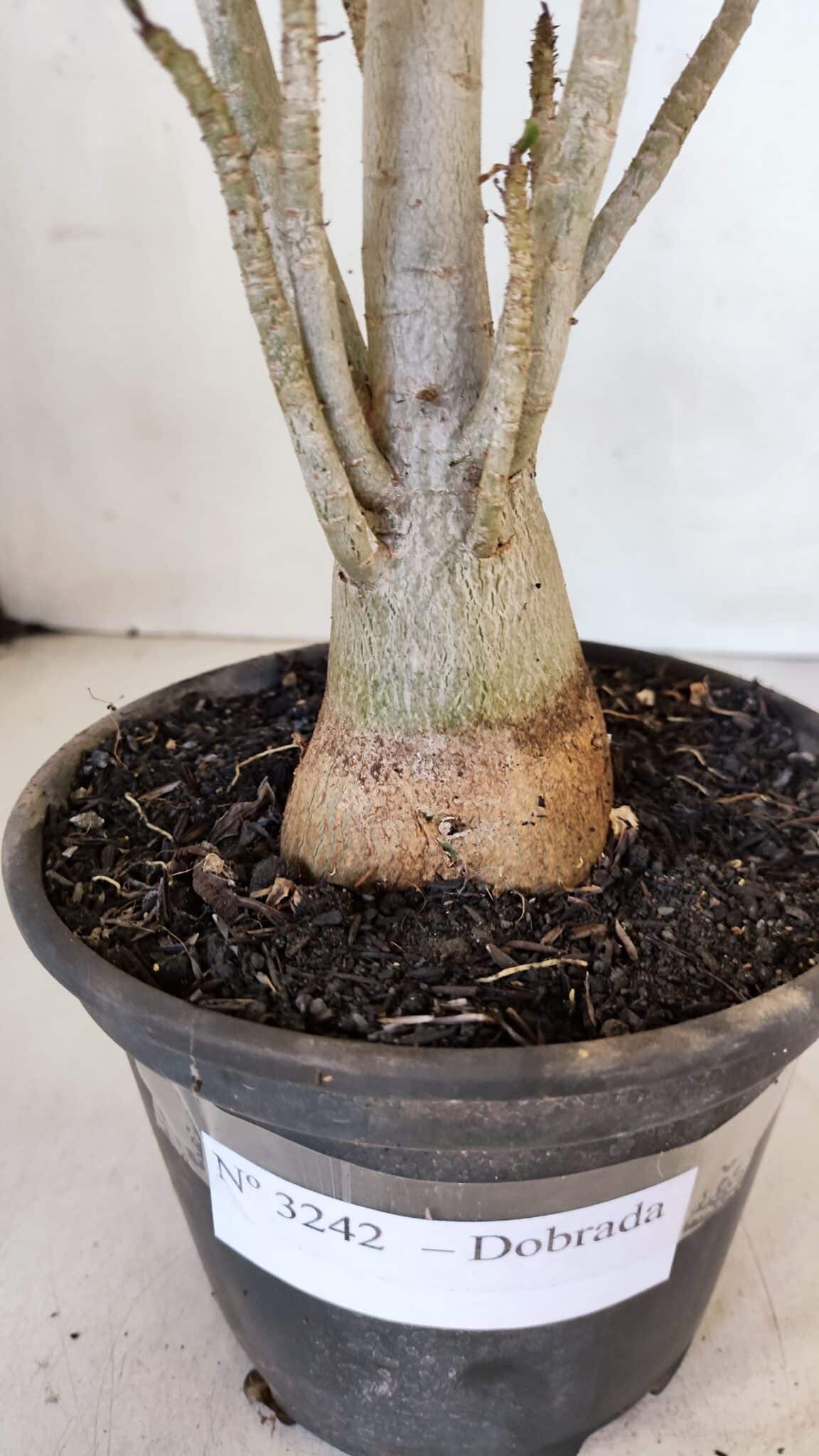 Planta Dobrada 3242 – 35cm – 03 anos