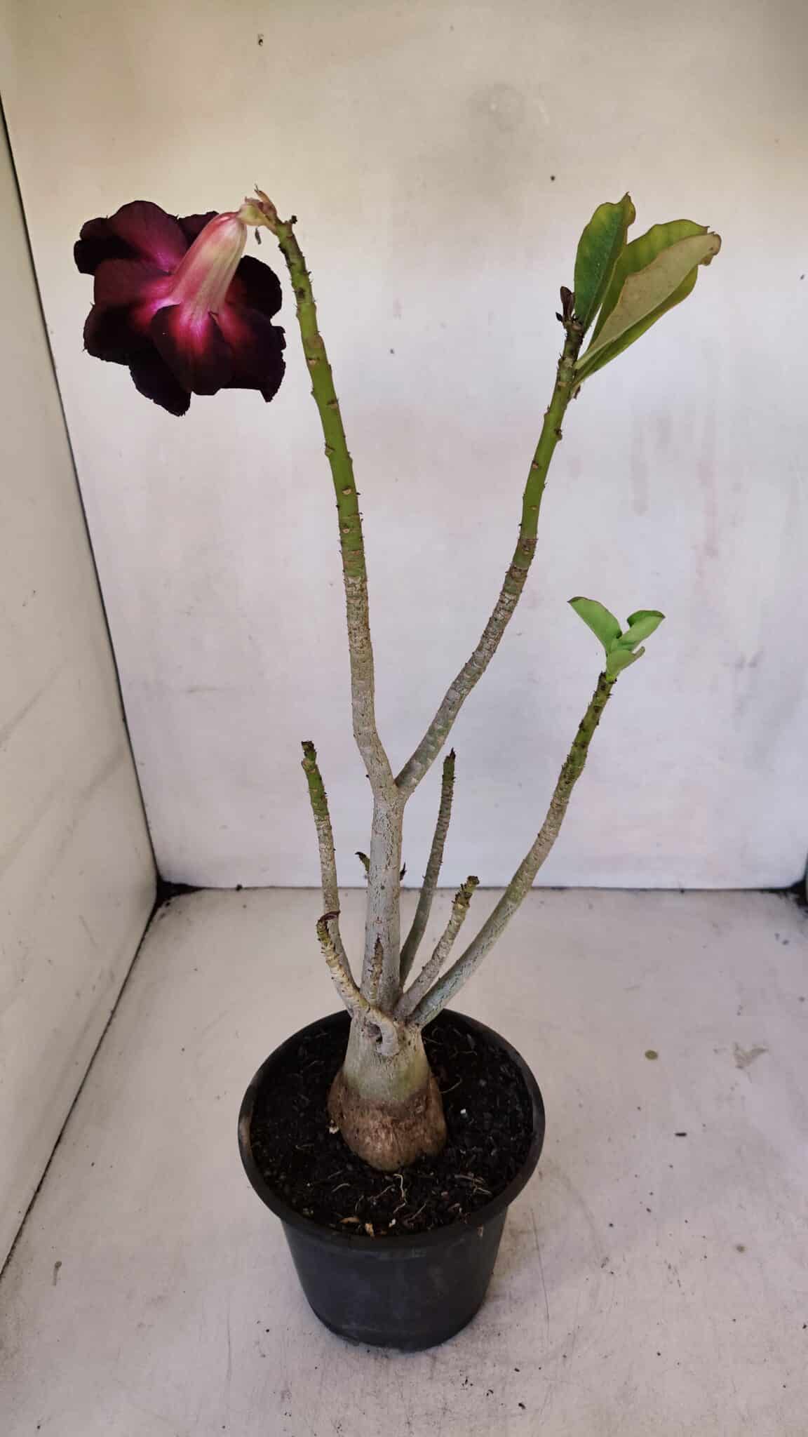 Planta Dobrada 3242 – 35cm – 03 anos