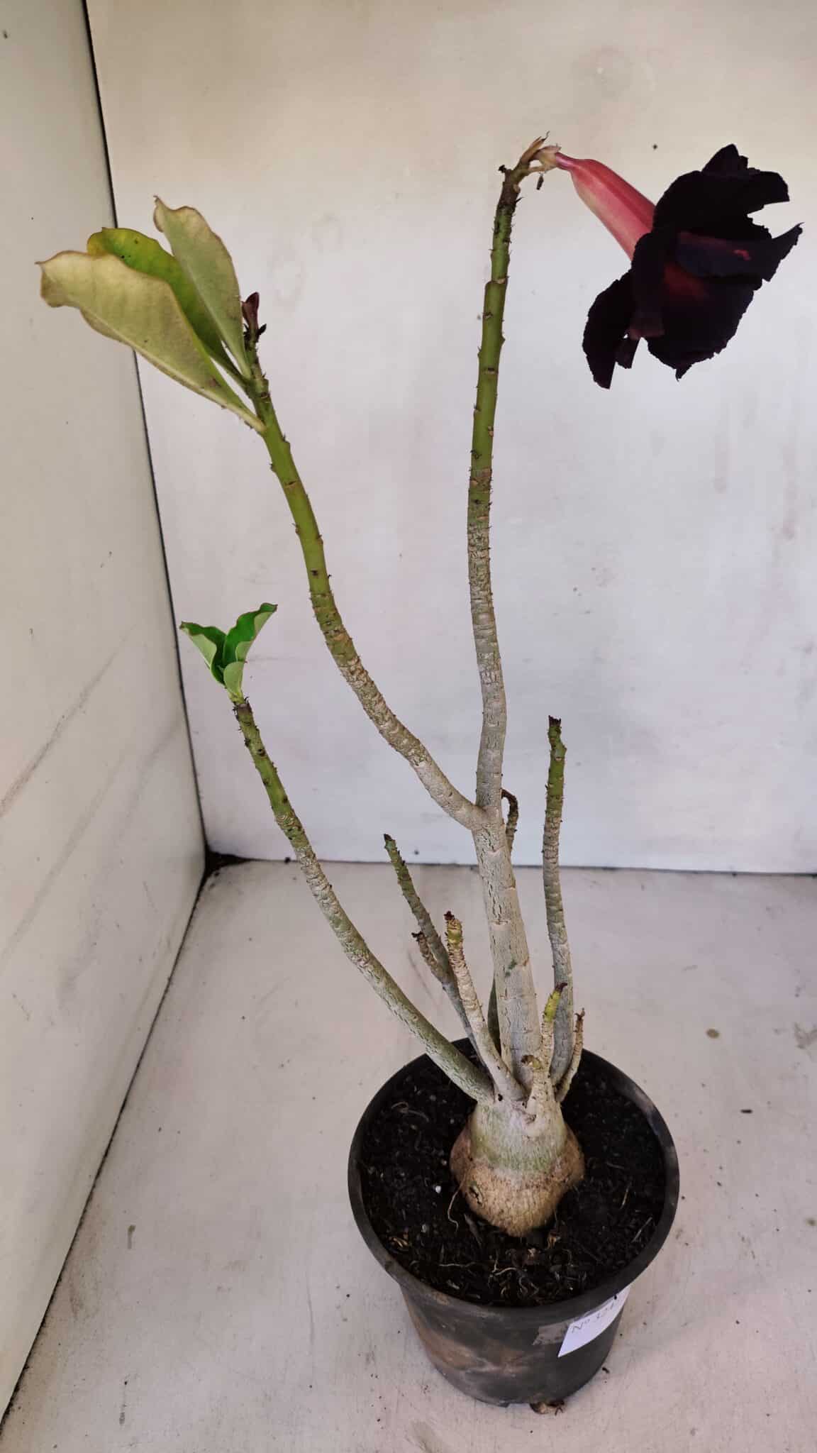 Planta Dobrada 3242 – 35cm – 03 anos