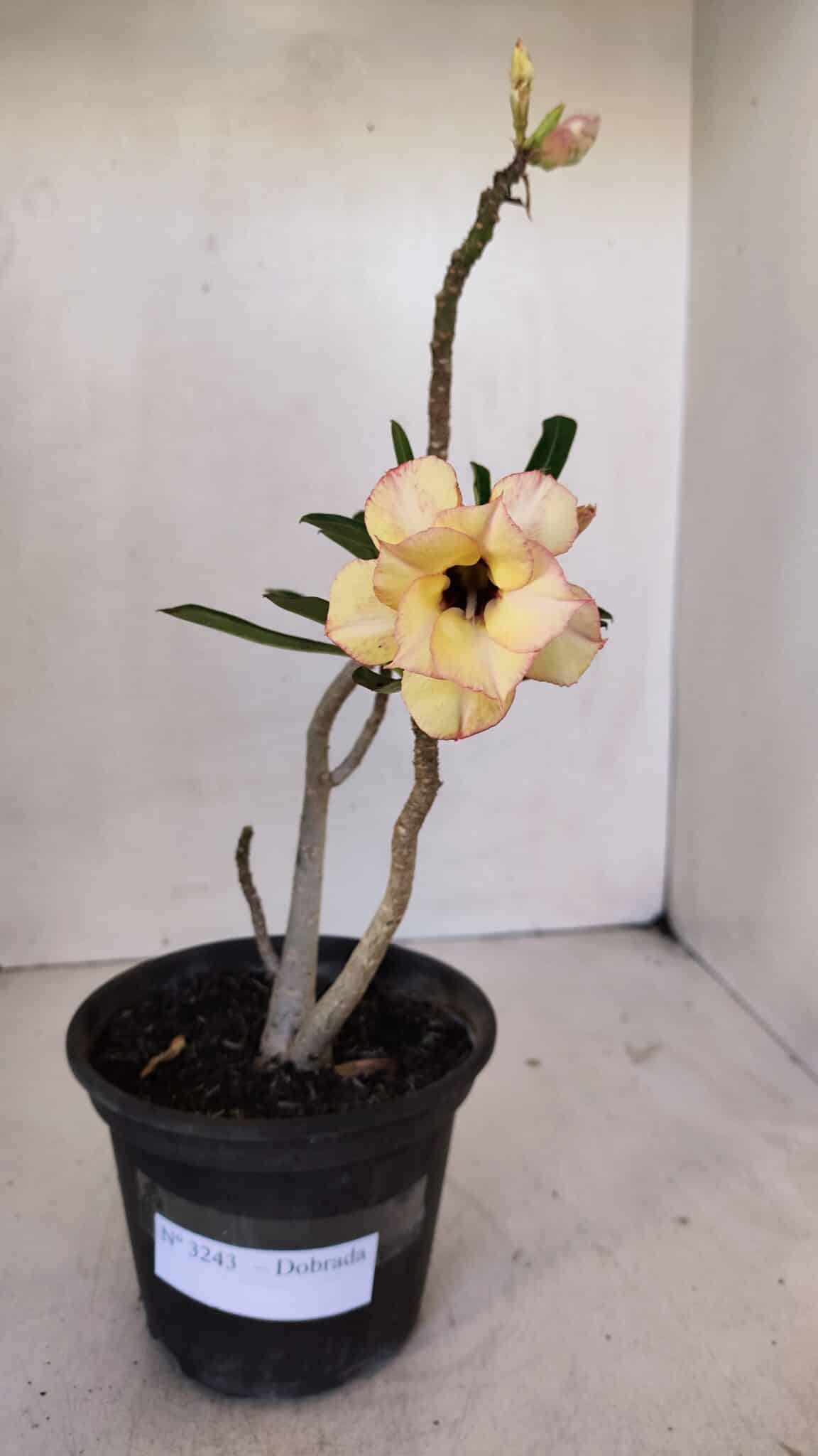 Planta Dobrada 3243 – 30cm – 02 anos