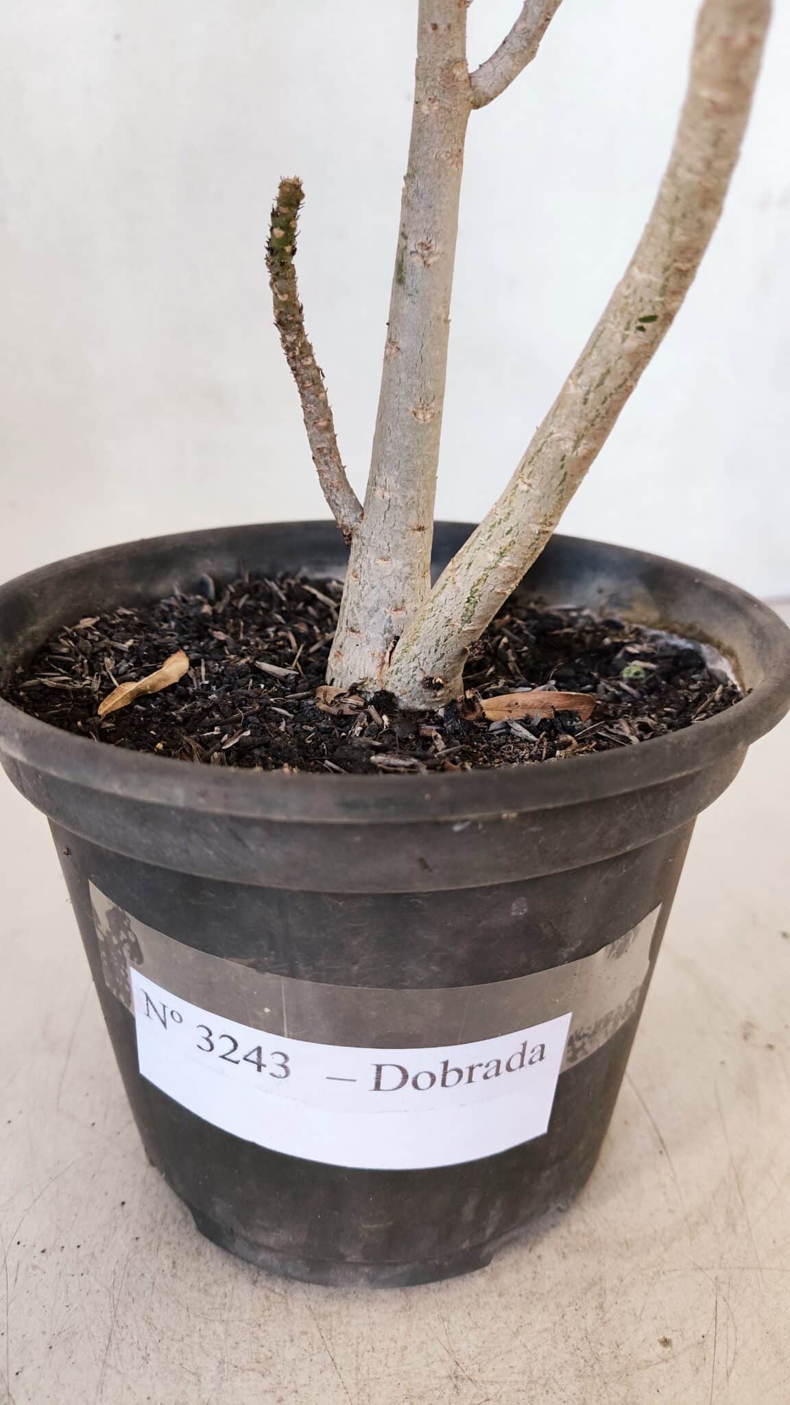 Planta Dobrada 3243 – 30cm – 02 anos
