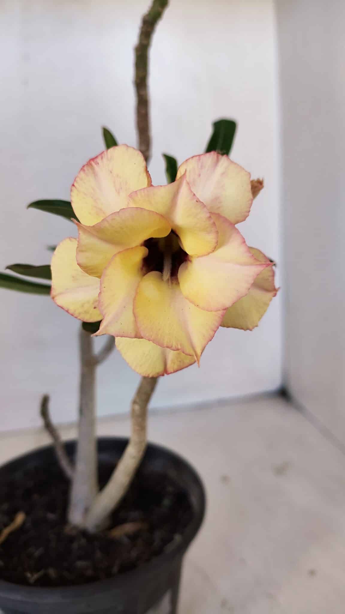 Planta Dobrada 3243 – 30cm – 02 anos