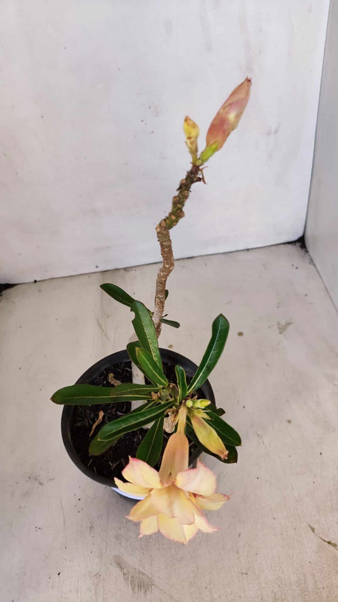 Planta Dobrada 3243 – 30cm – 02 anos