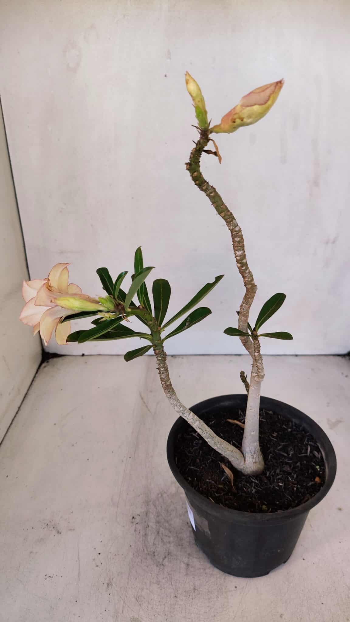 Planta Dobrada 3243 – 30cm – 02 anos