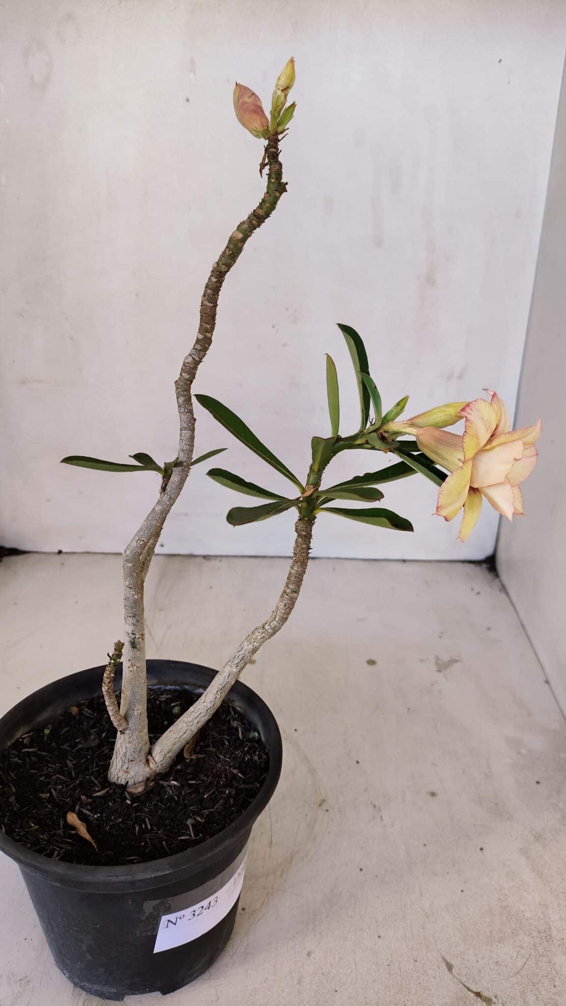 Planta Dobrada 3243 – 30cm – 02 anos
