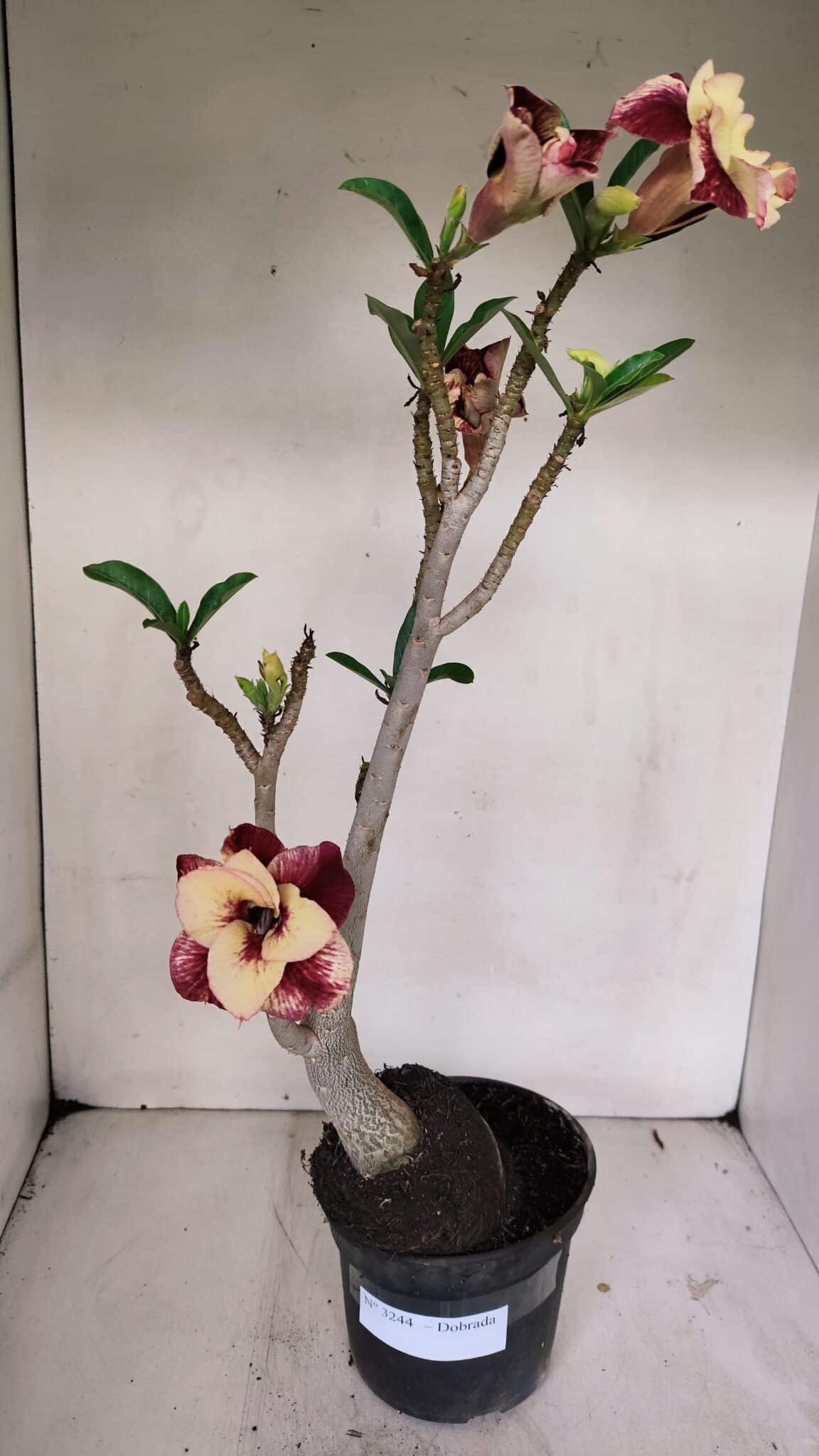 Planta Dobrada 3244 – 35cm – 03 anos