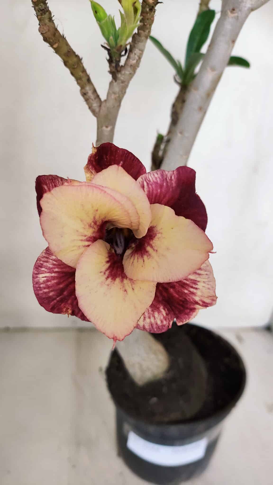 Planta Dobrada 3244 – 35cm – 03 anos