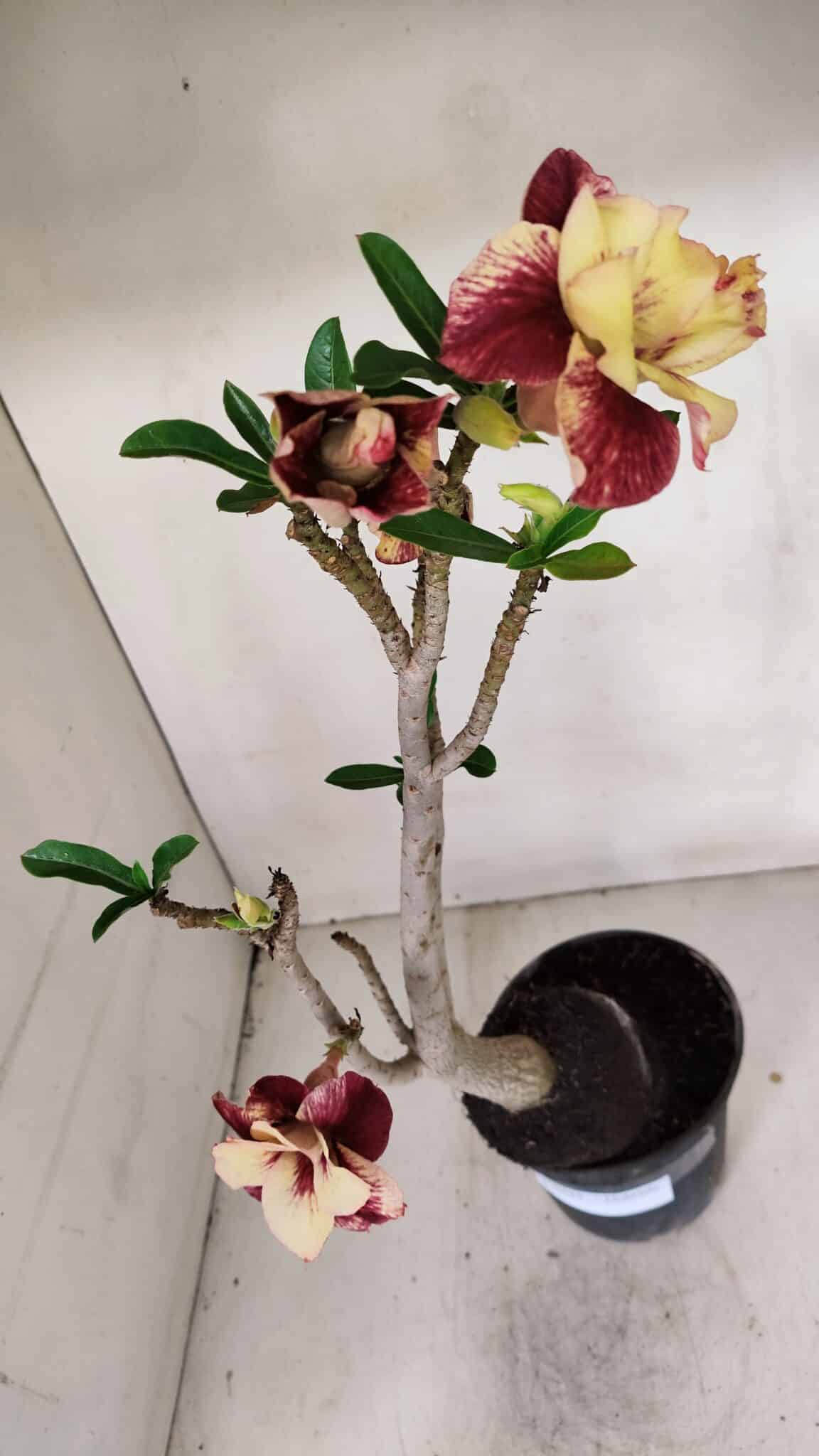 Planta Dobrada 3244 – 35cm – 03 anos
