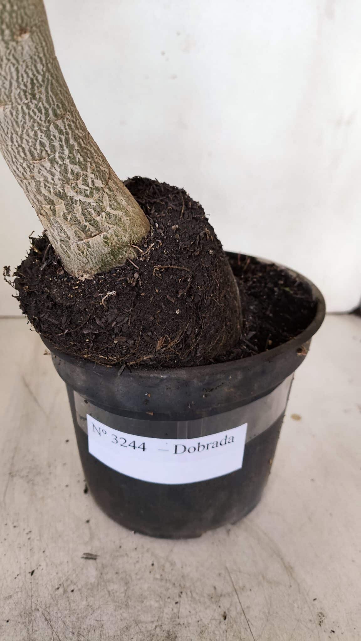 Planta Dobrada 3244 – 35cm – 03 anos