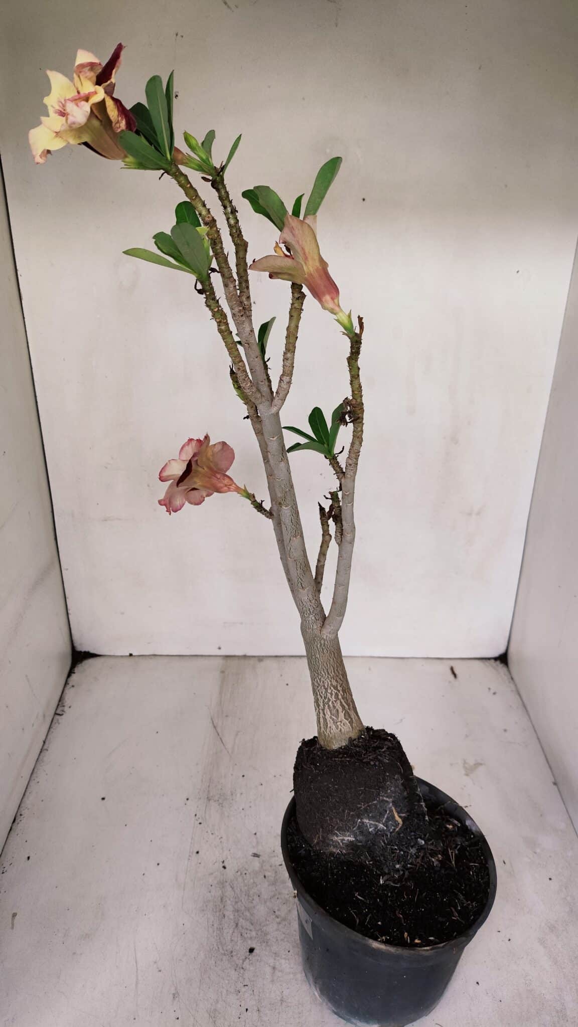 Planta Dobrada 3244 – 35cm – 03 anos