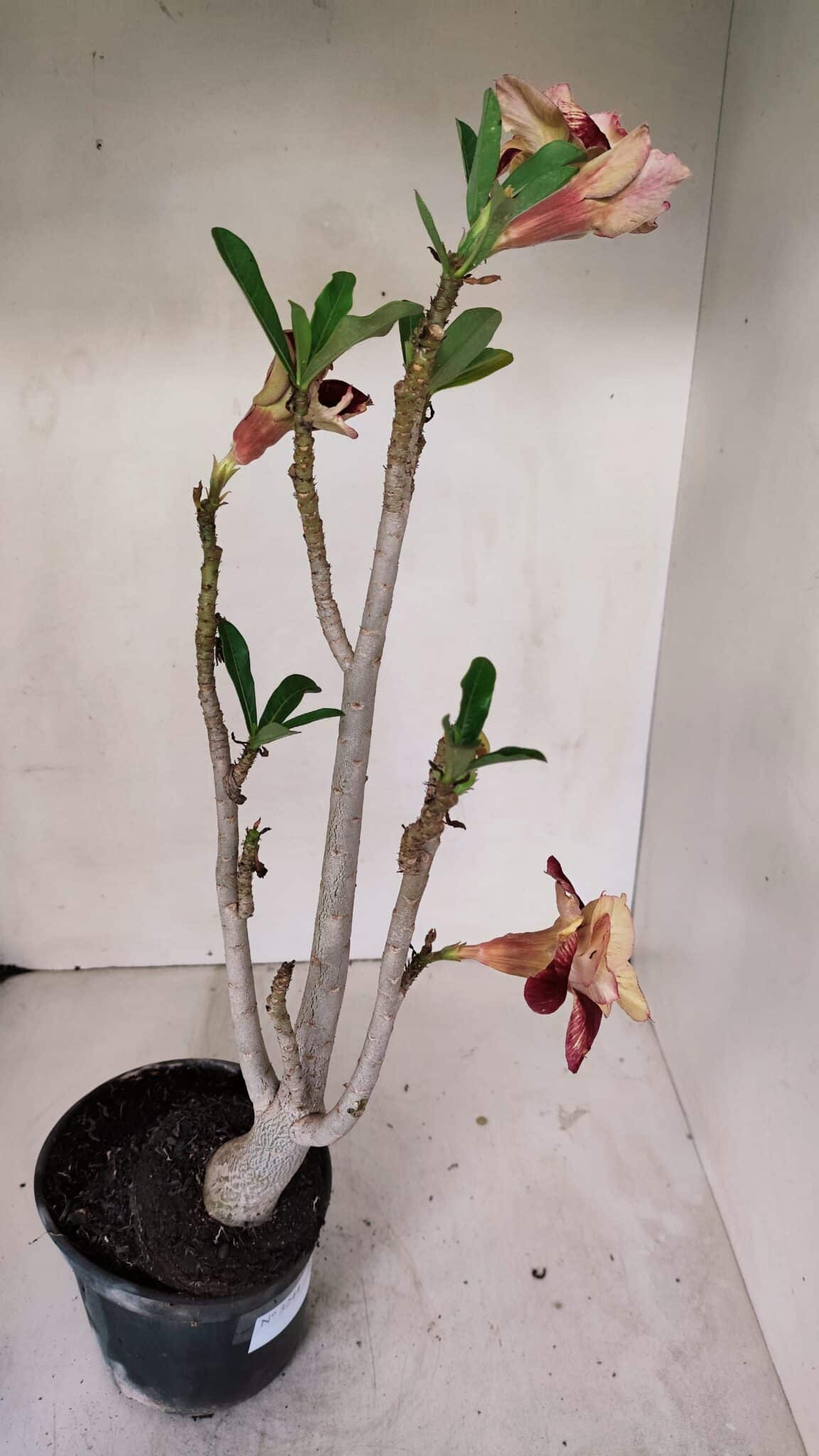 Planta Dobrada 3244 – 35cm – 03 anos