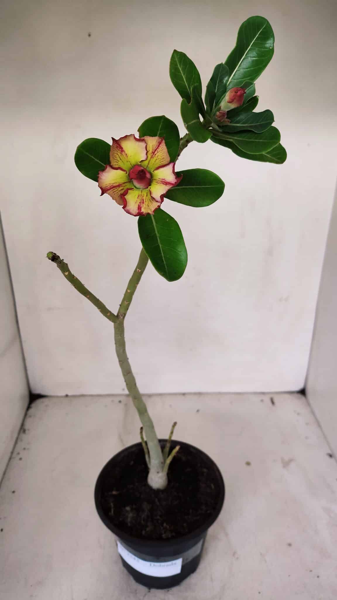 Planta Dobrada 3245 – 35cm – 03 anos