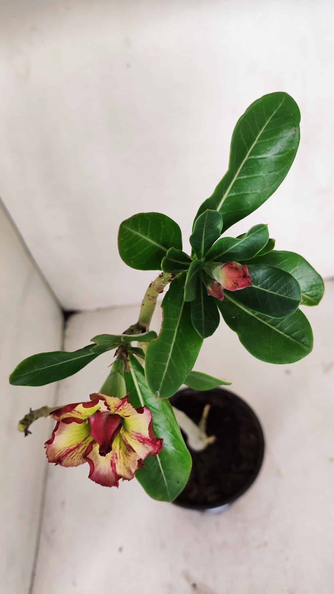 Planta Dobrada 3245 – 35cm – 03 anos