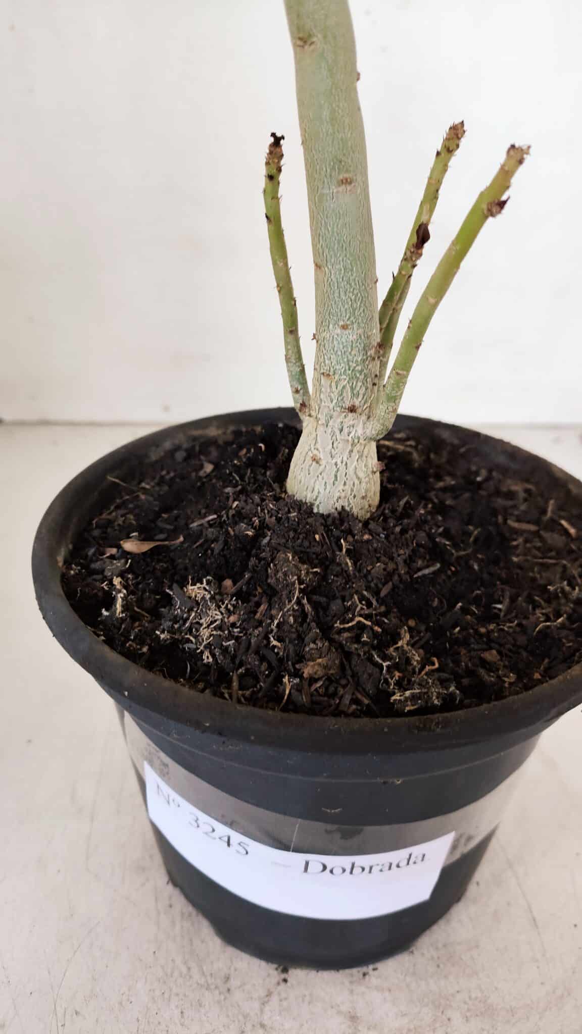 Planta Dobrada 3245 – 35cm – 03 anos