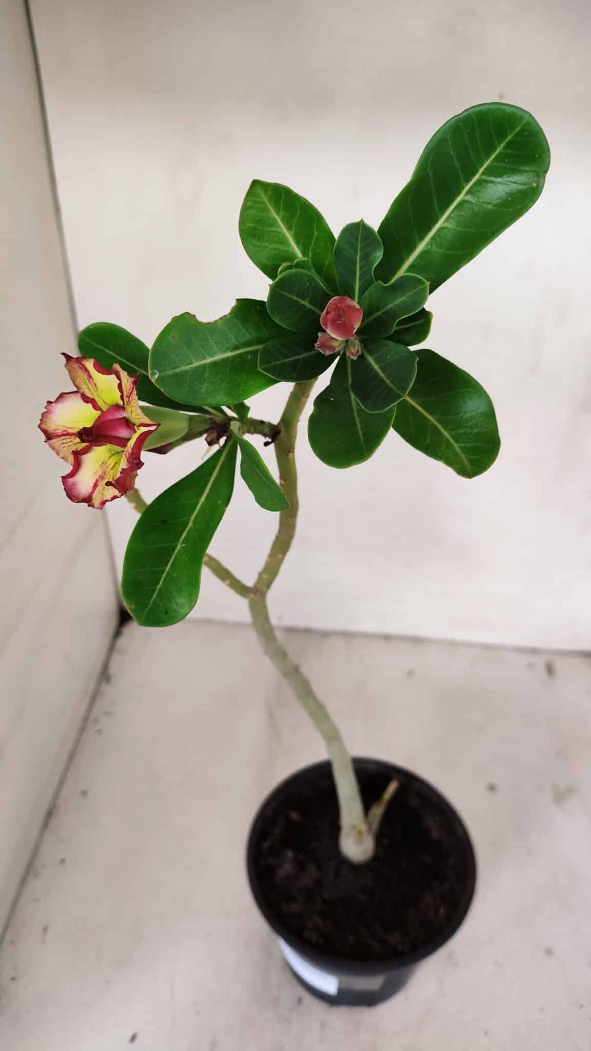 Planta Dobrada 3245 – 35cm – 03 anos