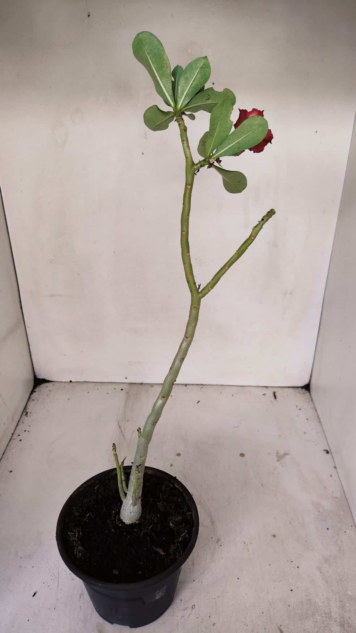 Planta Dobrada 3245 – 35cm – 03 anos