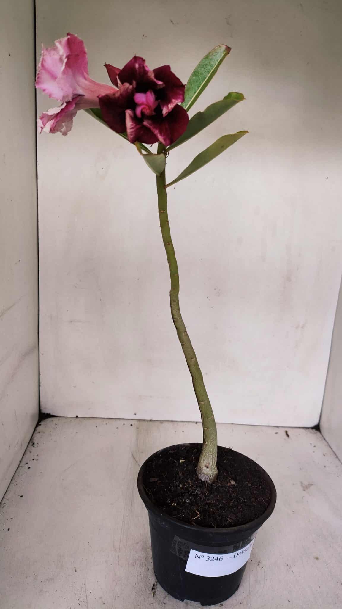 Planta Dobrada 3246 – 30cm – 02 anos