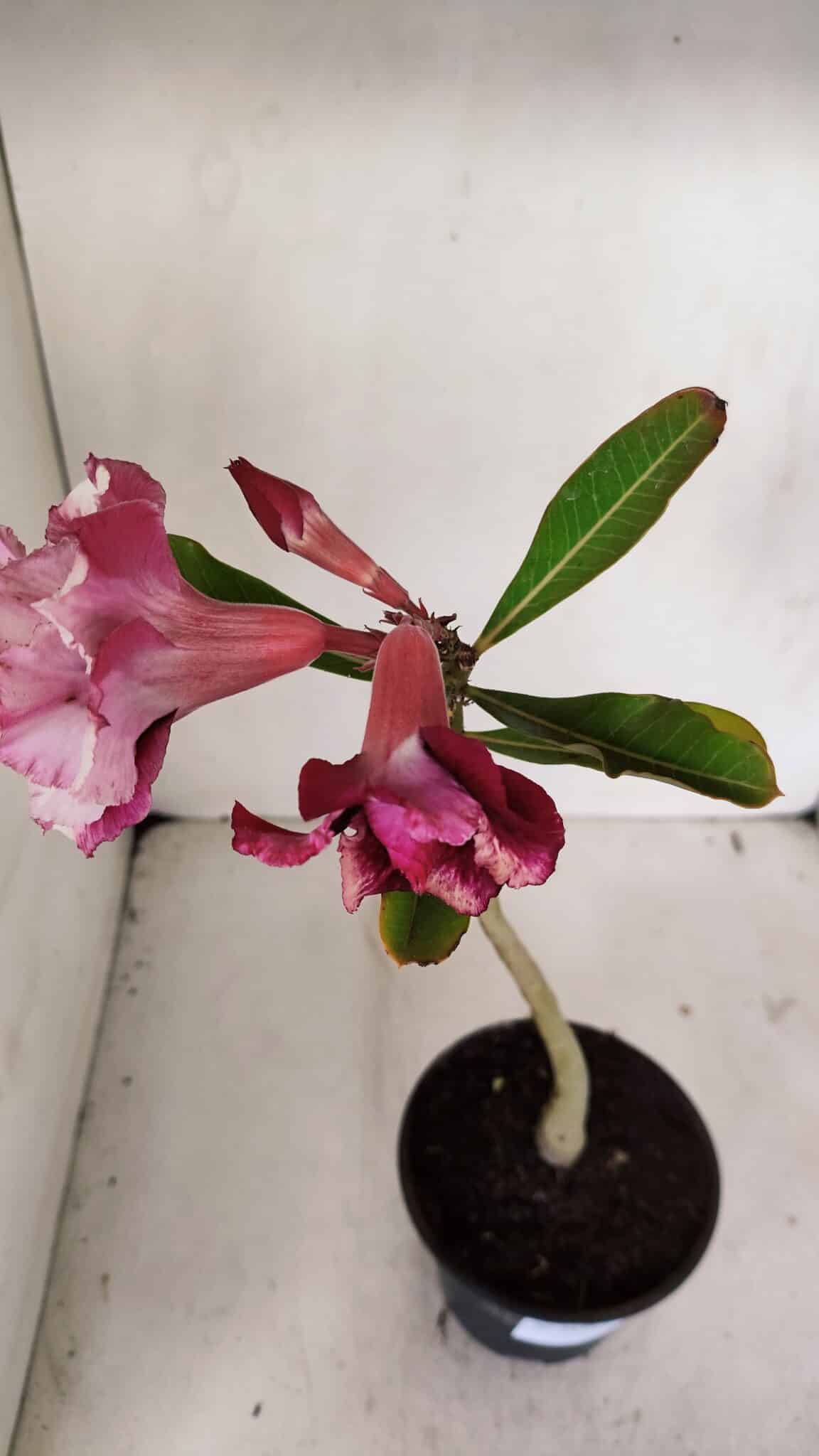 Planta Dobrada 3246 – 30cm – 02 anos
